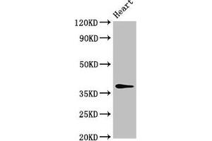 Western Blot Positive WB detected in: Rat heart tissue All lanes: MAT2B antibody at 4 μg/mL Secondary Goat polyclonal to rabbit IgG at 1/50000 dilution Predicted band size: 38, 37, 29, 35, 10 kDa Observed band size: 38 kDa (MAT2B 抗体  (AA 85-143))