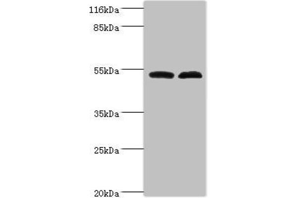 FAM114A2 抗体  (AA 1-505)