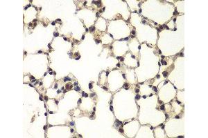 Immunohistochemistry of paraffin-embedded Mouse lung using PHF11 Polyclonal Antibody at dilution of 1:100 (40x lens). (PHF11 抗体)