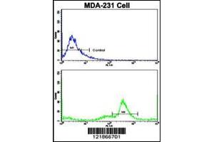 Flow cytometric analysis of MDA-231 cells using C5 Antibody (N-term)(bottom histogram) compared to a negative control cell (top histogram). (C5 抗体  (N-Term))