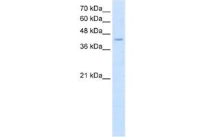 Western Blotting (WB) image for anti-Fatty Acid Desaturase 1 (FADS1) antibody (ABIN2462576) (FADS1 抗体)