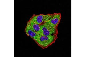Immunofluorescence (IF) image for anti-Glycine Receptor, beta (GLRB) (AA 23-160) antibody (ABIN5611340)