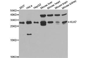 Western blot analysis of extracts of various cell lines, using KLK7 antibody. (Kallikrein 7 抗体)