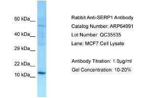 Western Blotting (WB) image for anti-Stress Associated Endoplasmic Reticulum Protein 1 (SERP1) (N-Term) antibody (ABIN2790014) (SERP1 抗体  (N-Term))