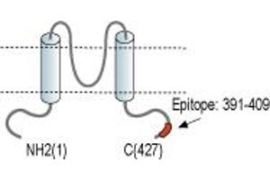 Representative domain view of the target of ABIN7043474.