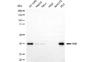 Western blotting analysis using NMI antibody (ABIN7799535).