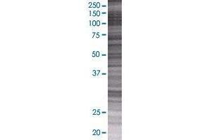 ZNF10 transfected lysate. (ZNF10 293T Cell Transient Overexpression Lysate(Denatured))