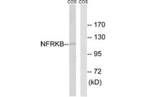 Western Blotting (WB) image for anti-Nuclear Factor Related To KappaB Binding Protein (NFRKB) (AA 463-512) antibody (ABIN2890467) (NFRKB 抗体  (AA 463-512))