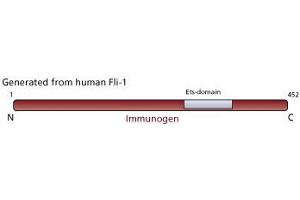 Image no. 2 for anti-Friend Leukemia Virus Integration 1 (FLI1) antibody (ABIN967451) (FLI1 抗体)