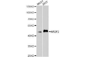 Western blot analysis of extracts of various cell lines, using NR2F2 antibody. (NR2F2 抗体)