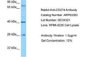 Western Blotting (WB) image for anti-CD274 (PD-L1) (C-Term) antibody (ABIN970332) (PD-L1 抗体  (C-Term))
