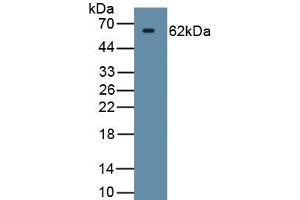 Detection of Recombinant HSPD1, Human using Monoclonal Antibody to Heat Shock Protein 60 (Hsp60)