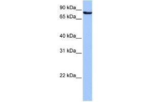 Ubiquilin 3 antibody used at 1 ug/ml to detect target protein. (Ubiquilin 3 抗体  (N-Term))