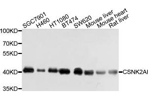 Western blot analysis of extracts of various cell lines, using CSNK2A1 antibody (ABIN4903390) at 1:1000 dilution. (CSNK2A1/CK II alpha 抗体)