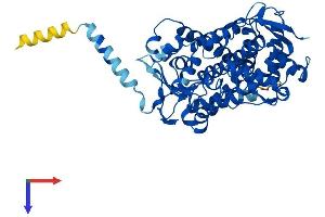 AlphaFold protein structure predicition of Mouse Recombinant Cyp2j5 Protein, UniprotID O54749