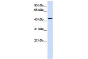 Image no. 1 for anti-Non Imprinted in Prader-Willi/Angelman Syndrome 2 (NIPA2) (AA 180-229) antibody (ABIN6740886) (NIPA2 抗体  (AA 180-229))