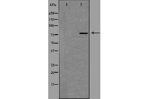 Western blot analysis of extracts from HepG2 cells using SLCO1A2 antibody. (SLCO1A2 抗体  (Internal Region))