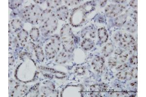 Immunoperoxidase of monoclonal antibody to PBX3 on formalin-fixed paraffin-embedded human salivary gland. (PBX3 抗体  (AA 342-434))
