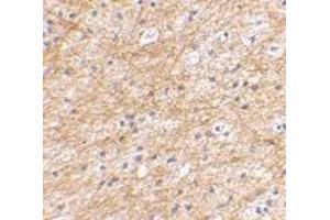 Immunohistochemical staining of human brain tissue using AP30032PU-N AIFM3 antibody at 2. (AIFM3 抗体  (N-Term))