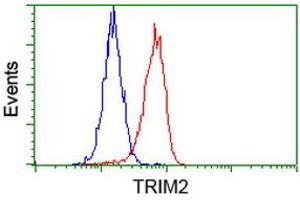 Image no. 3 for anti-Tripartite Motif Containing 2 (TRIM2) (AA 1-100), (AA 1500-1600) antibody (ABIN1490539) (TRIM2 抗体  (AA 1-100, AA 1500-1600))