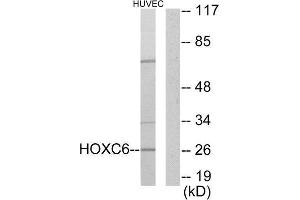 Western Blotting (WB) image for anti-Homeobox C6 (HOXC6) (C-Term) antibody (ABIN1849128) (Homeobox C6 抗体  (C-Term))
