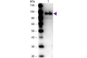 Western Blot of Rabbit Anti-Phospho Enol Pyruvate (PEP) Carboxylase antibody. (PCK1 抗体)