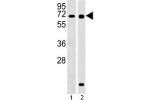 Western blot testing of RBPJ antibody at 1:2000 dilution and 1) Ramos, 2) human pancreas lysate; Predicted molecular weight ~ 56 kDa. (RBPJ 抗体  (AA 1-29))