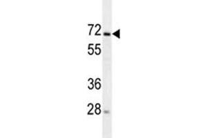 MIPEP antibody western blot analysis in 293 lysate. (MIPEP 抗体)