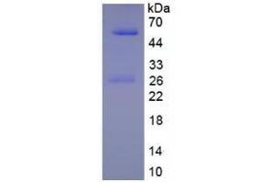 SDS-PAGE of Protein Standard from the Kit (Native human IgG1). (IgG1 ELISA 试剂盒)