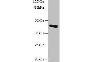 Western blot All lanes: GLT8D1 antibody at 10 μg/mL + Mouse liver tissue Secondary Goat polyclonal to rabbit IgG at 1/10000 dilution Predicted band size: 42, 29 kDa Observed band size: 42 kDa (GLT8D1 抗体  (AA 33-332))