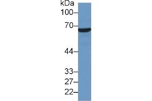 Western Blot; Sample: Human Hela cell lysate; Primary Ab: 2µg/ml Mouse Anti-Human HSPA1A Antibody Second Ab: 0. (HSP70 1A 抗体  (AA 285-641))