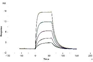 Mouse uPAR isoform 1, His Tag immobilized on CM5 Chip can bind Human PLAU, His Tag with an affinity constant of 5.