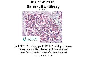Image no. 1 for anti-G Protein-Coupled Receptor 116 (GPR116) (Internal Region) antibody (ABIN1734908) (G Protein-Coupled Receptor 116 抗体  (Internal Region))