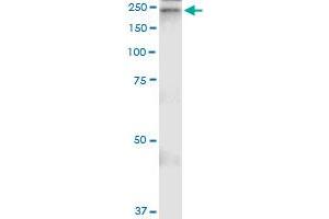 Immunoprecipitation of A2M transfected lysate using anti-A2M MaxPab rabbit polyclonal antibody and Protein A Magnetic Bead , and immunoblotted with A2M purified MaxPab mouse polyclonal antibody (B01P) . (alpha 2 Macroglobulin 抗体  (AA 1-1474))