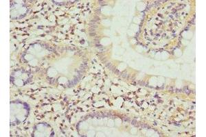 Immunohistochemistry of paraffin-embedded human small intestine tissue using ABIN7152794 at dilution of 1:100 (FGF19 抗体  (AA 25-216))
