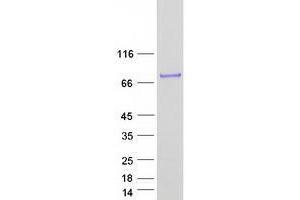 ZBTB7A Protein (Myc-DYKDDDDK Tag)