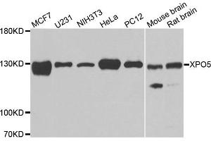 Western blot analysis of extracts of various cell lines, using XPO5 antibody. (XPO5 抗体)