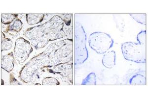 Immunohistochemistry analysis of paraffin-embedded human placenta tissue using EFEMP2 antibody. (FBLN4 抗体  (Internal Region))