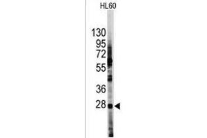 Western blot analysis of anti-HES1 Antibody (N-term T24) (R) in HL60 cell line lysates (35 μg/lane). (HES1 抗体  (N-Term))