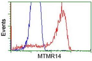 Image no. 1 for anti-Myotubularin Related Protein 14 (MTMR14) antibody (ABIN1499589) (MTMR14 抗体)