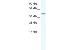 RUNX3 antibody (20R-1142) used at 0. (RUNX3 抗体  (C-Term))