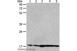 Western blot analysis of Hela and 293T cell, mouse liver tissue, A431 and MCF-7 cell, using ARF6 Polyclonal Antibody at dilution of 1:450 (ARF6 抗体)