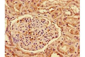Immunohistochemistry of paraffin-embedded human kidney tissue using ABIN7156561 at dilution of 1:100 (IFNA2 抗体  (AA 24-188))