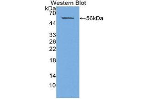 Western Blotting (WB) image for anti-Syndecan 1 (SDC1) (AA 23-253) antibody (ABIN1870669) (Syndecan 1 抗体  (AA 23-253))