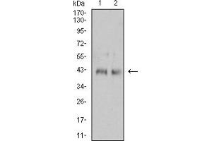 Western Blotting (WB) image for anti-Interleukin 2 Receptor, gamma (IL2RG) (AA 23-262) antibody (ABIN7193310)