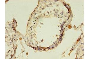 Immunohistochemistry of paraffin-embedded human testis tissue using ABIN7157768 at dilution of 1:100