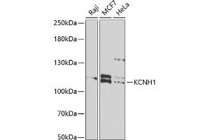 Western blot analysis of extracts of various cell lines, using KCNH1 antibody (ABIN6132044, ABIN6142711, ABIN6142712 and ABIN6222331) at 1:1000 dilution. (KCNH1 抗体  (AA 813-962))