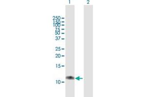 Western Blot analysis of C17orf37 expression in transfected 293T cell line by C17orf37 MaxPab polyclonal antibody. (C17orf37 抗体  (AA 1-115))