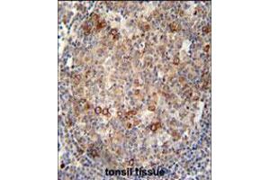 ABCC10 antibody immunohistochemistry analysis in formalin fixed and paraffin embedded human tonsil tissue followed by peroxidase conjugation of the secondary antibody and DAB staining. (ABCC10 抗体  (AA 767-793))