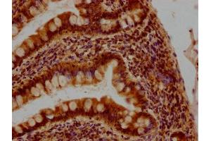 IHC image of ABIN7139855 diluted at 1:400 and staining in paraffin-embedded human small intestine tissue performed on a Leica BondTM system. (GIP 抗体  (AA 113-131))